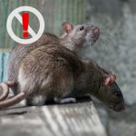 Rattenbefall Schädlingsbekämpfung Rattenbefall Schädlingsbekämpfung