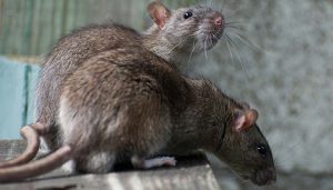 Ratten Befall Schädlingsbekämpfung Ratten Befall